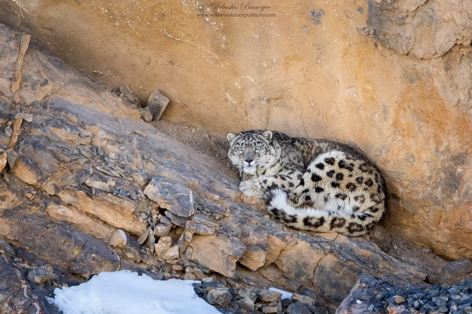 snow leopard: Himachal home to 75 snow leopards, says five-year